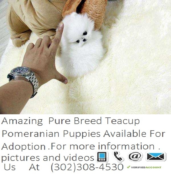 Tiny Teacup Pomeranian Puppies (302) 308-4530